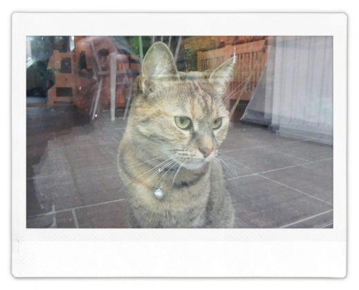 Fujifilm Instax Wide Evo