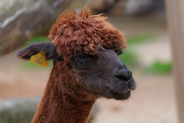 Panasonic Lumix S 100-500mm