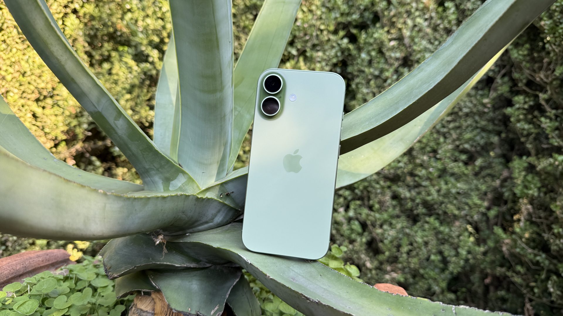 Обзор iPhone 17 — лучший по соотношению цены и качества картинка Apple iPhone 17