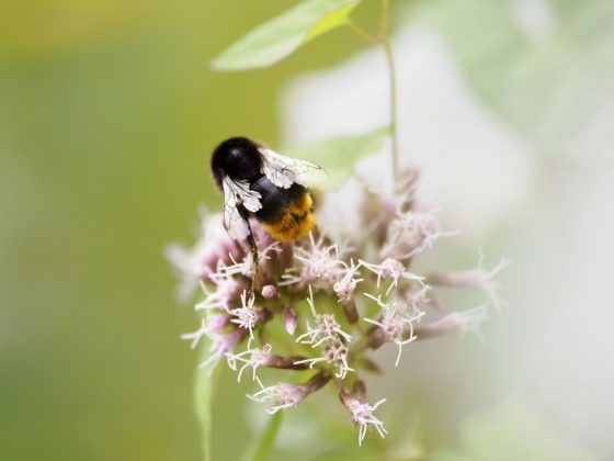 OM System's portable 50-200mm_