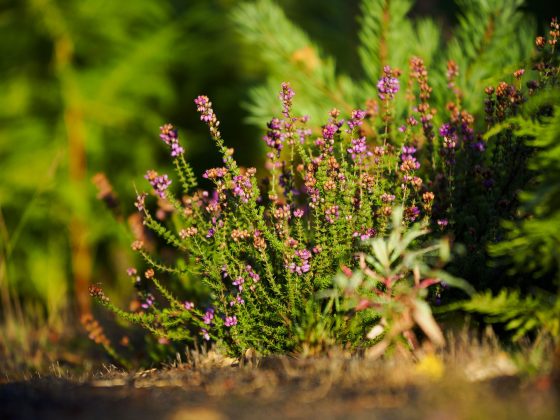 OM System's portable 50-200mm_