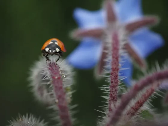 OM System OM-5 Mark II-5