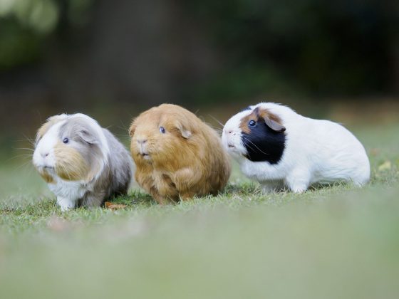 OM System's portable 50-200mm_