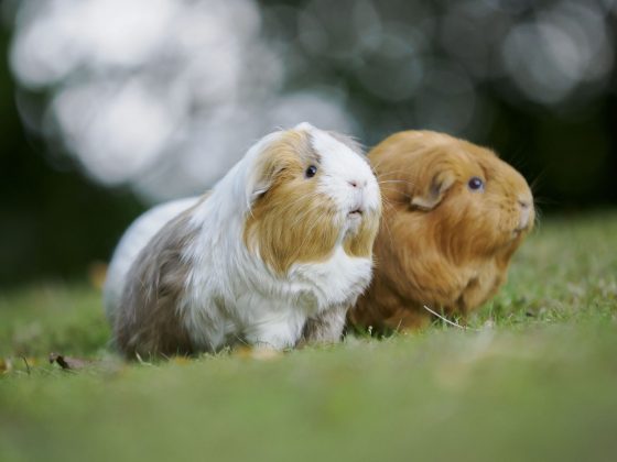 OM System's portable 50-200mm_