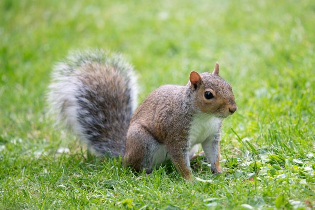 Sigma 150-600mm F5-6.3 DG DN OS Sports