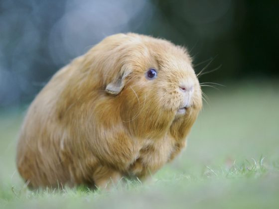 OM System's portable 50-200mm_