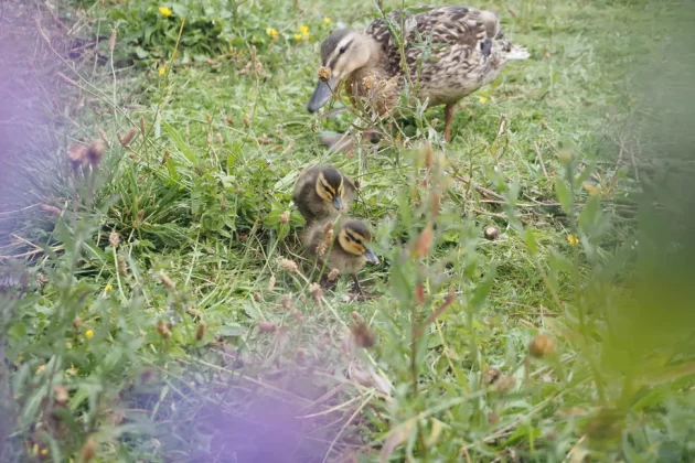 Olympus OM-D E-M10 Mark IV-4