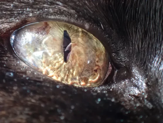 OM System Tough TG-7-4