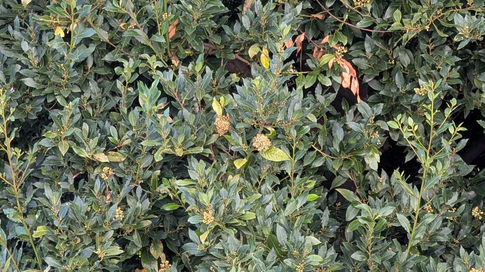 Камеры Pixel 10 Pro солидны, но только Pixel Ultra изменит правила игры