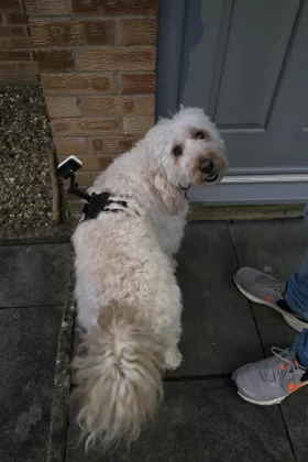 Enabot ROLA Pet Tracker-6