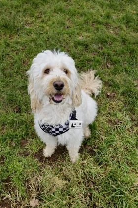 Enabot ROLA Pet Tracker-7