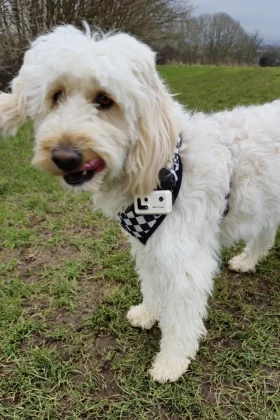 Enabot ROLA Pet Tracker-8