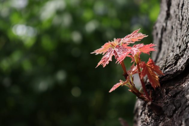 Canon EOS Rebel SL3 / EOS 250D