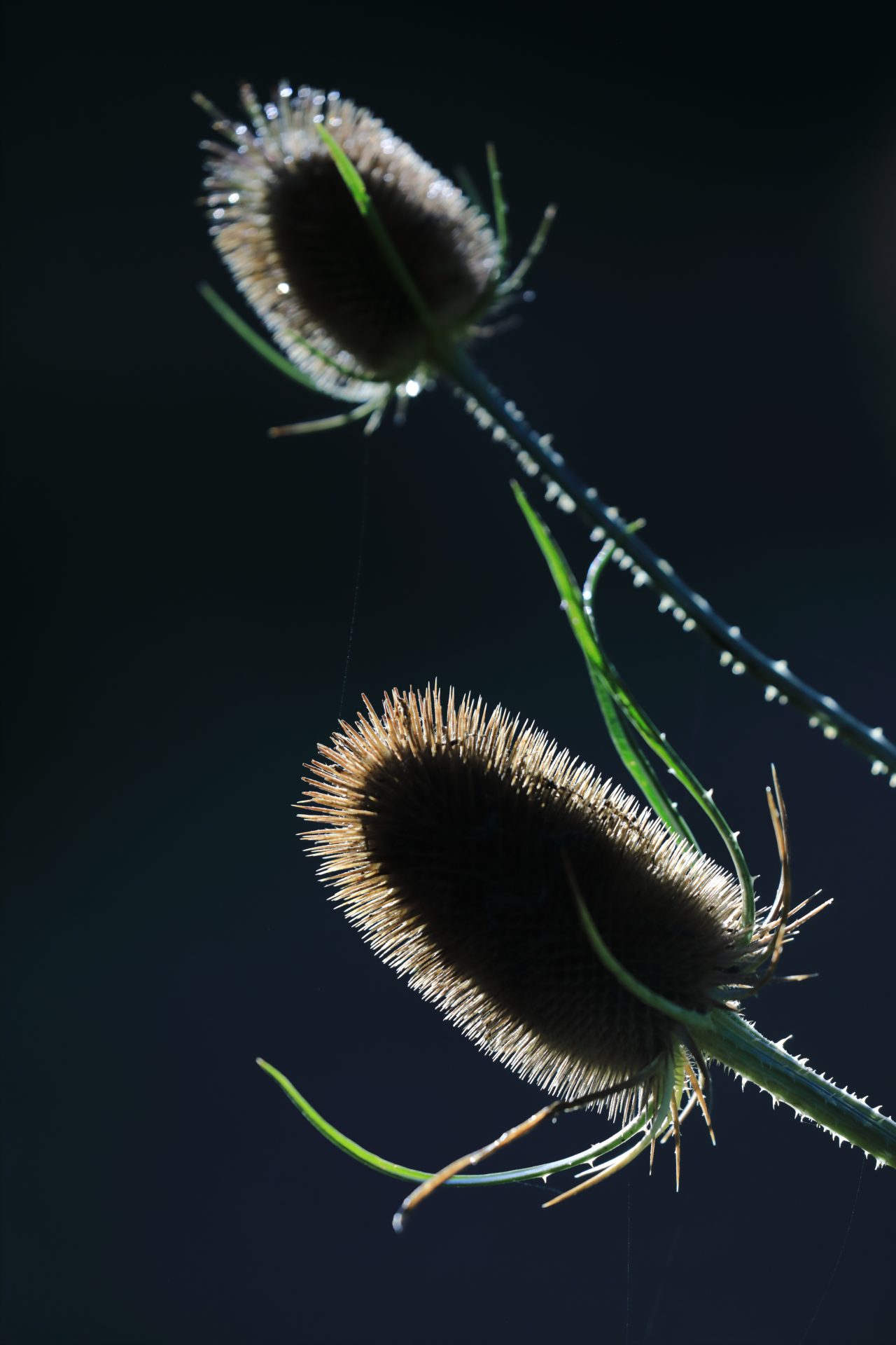 Canon EOS 5D Mark IV