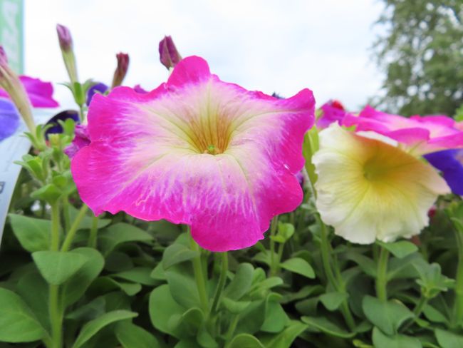 Canon PowerShot SX740 HS Lite 1