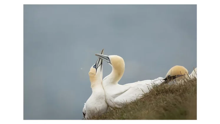 Обзор Canon RF 600mm f/4L IS USM: дорогая, но незаменимая оптика для профессиональных фотографов фото