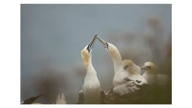 Обзор Canon RF 600mm f/4L IS USM: дорогая, но незаменимая оптика для профессиональных фотографов фото