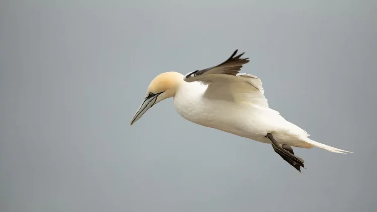 Обзор Canon RF 600mm f/4L IS USM: дорогая, но незаменимая оптика для профессиональных фотографов фото