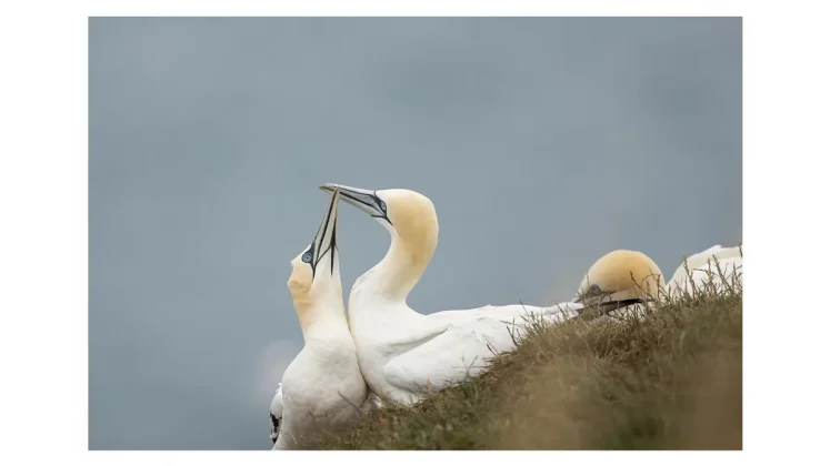 Обзор Canon RF 600mm f/4L IS USM: дорогая, но незаменимая оптика для профессиональных фотографов фото