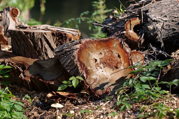 фото на Lumix S