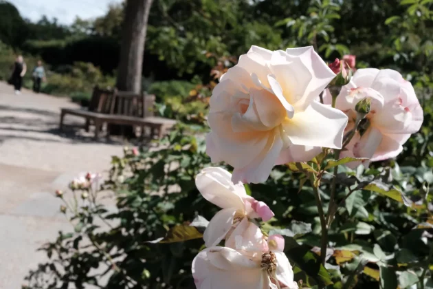 Обзор Fujifilm X-E5: в ней столько шарма, что мне плевать на недостатки фото