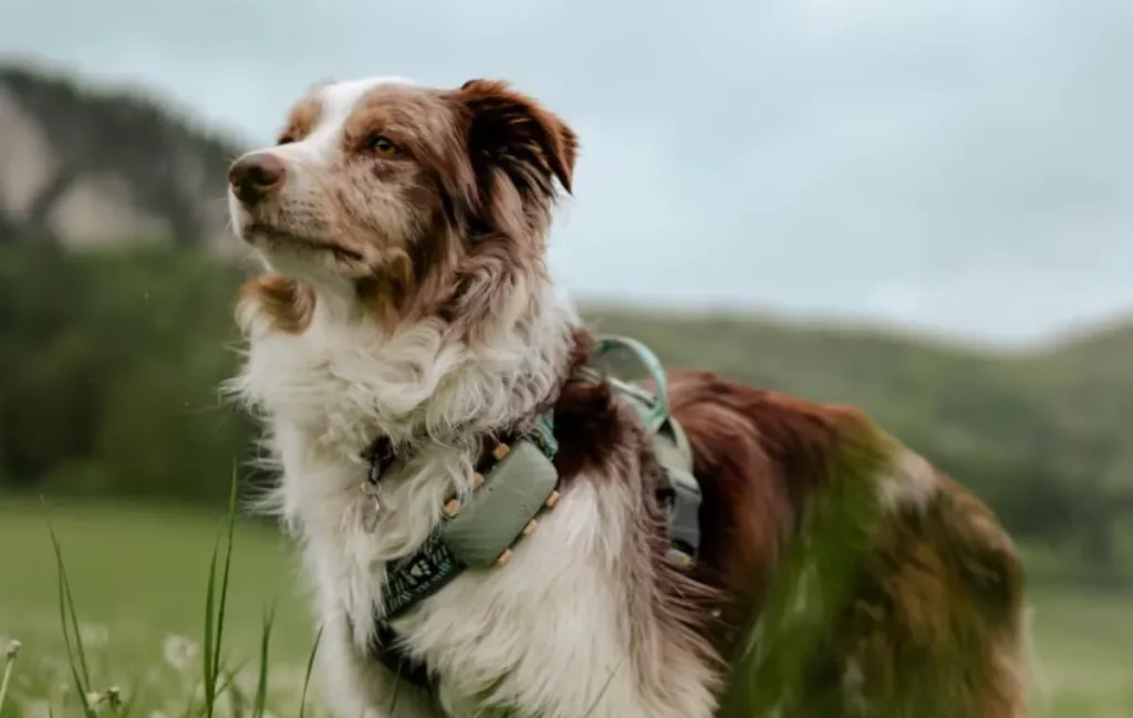 Гаджеты для домашних животных