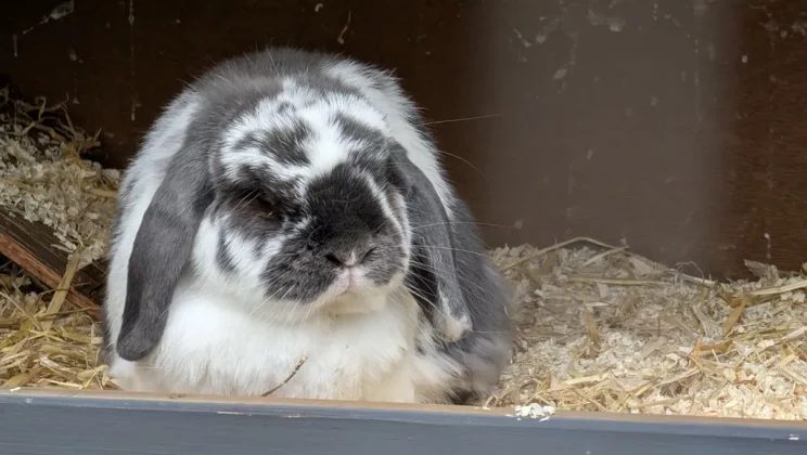 Google Pixel 9 Pro Fold