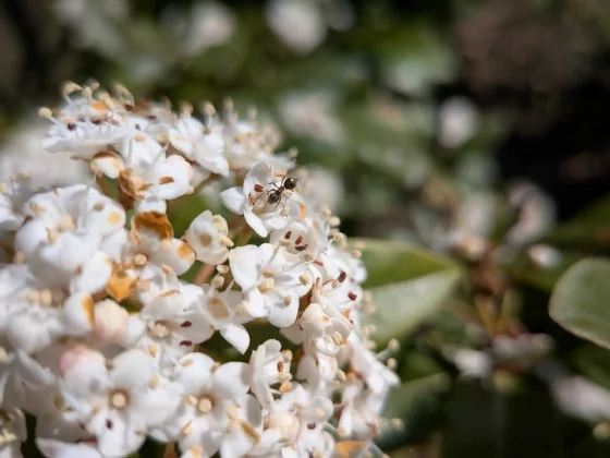 Google Pixel 9a — смартфон с ИИ_