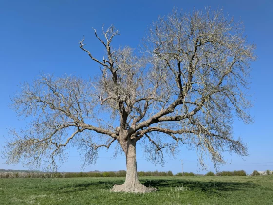 Google Pixel 9a — смартфон с ИИ_