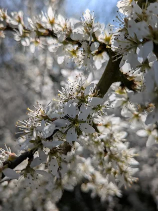 Google Pixel 9a — смартфон с ИИ_