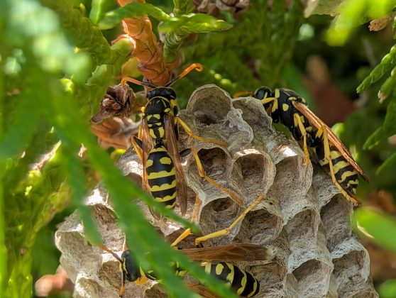 Google Pixel 10 Pro XL