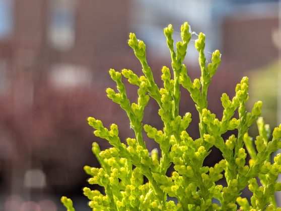 Google Pixel 10 Pro XL