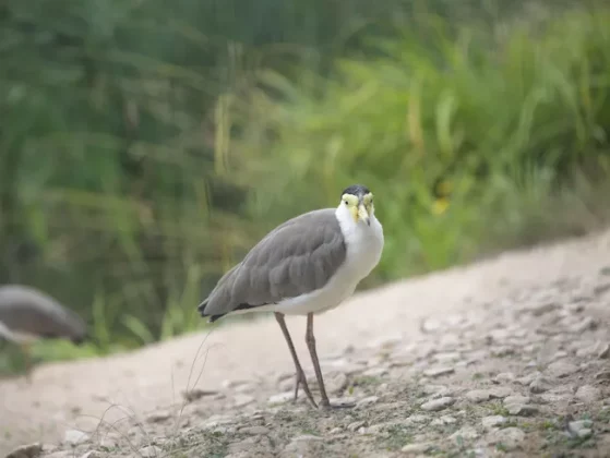 Обзор Hasselblad X2D II 100C: камера мечты для портретной и пейзажной съемки фото