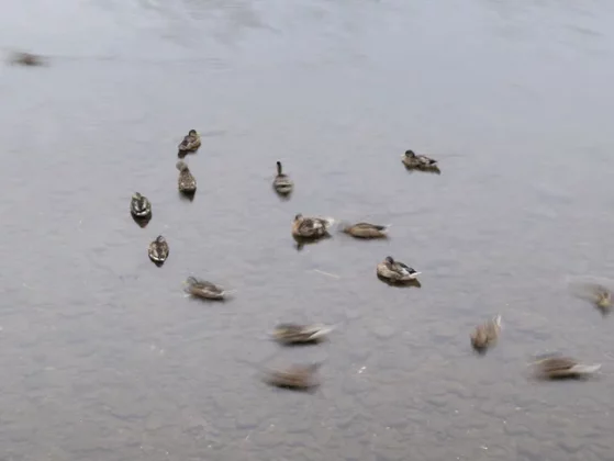 Обзор Hasselblad X2D II 100C: камера мечты для портретной и пейзажной съемки фото