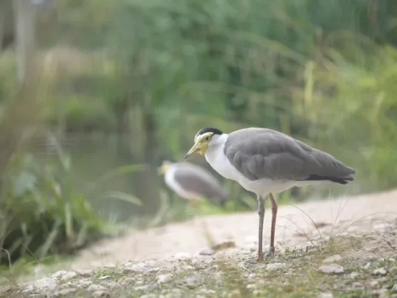 Обзор Hasselblad X2D II 100C: камера мечты для портретной и пейзажной съемки фото