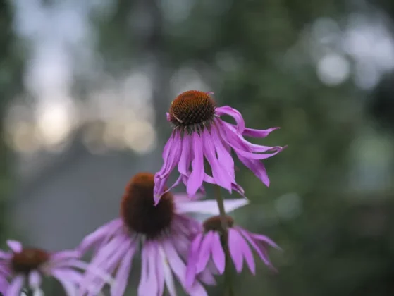 Обзор Hasselblad X2D II 100C: камера мечты для портретной и пейзажной съемки фото