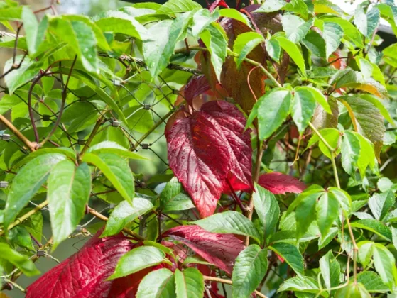 Hasselblad X2D II 100C