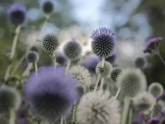 Обзор Hasselblad X2D II 100C: камера мечты для портретной и пейзажной съемки фото