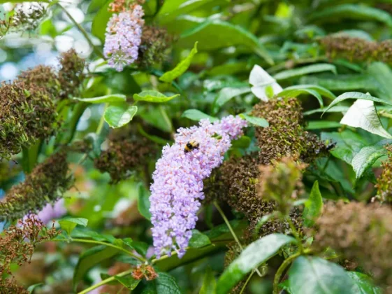 Hasselblad X2D II 100C