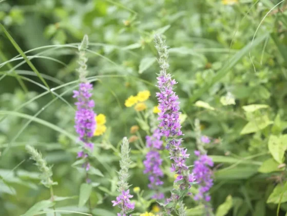 Обзор Hasselblad X2D II 100C: камера мечты для портретной и пейзажной съемки фото