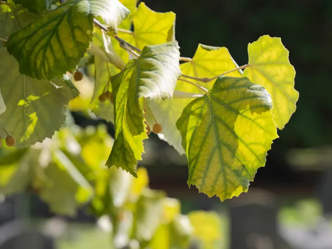 Hasselblad X2D II 100C