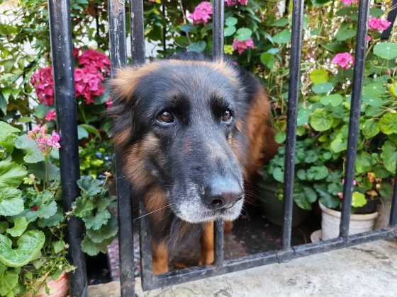 Обзор Honor 400: камера Pro по более доступной цене фото