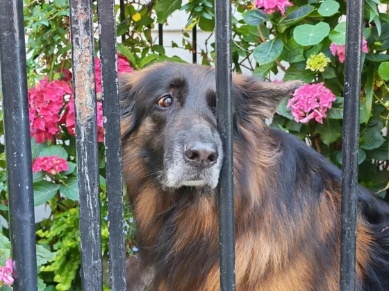 Обзор Honor 400: камера Pro по более доступной цене фото