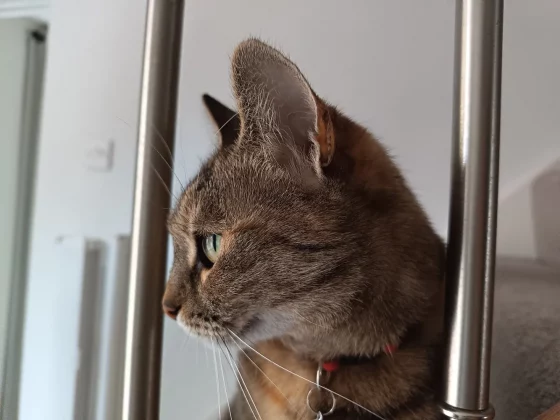 Honor 400 Lite стильный iPhone-клон_