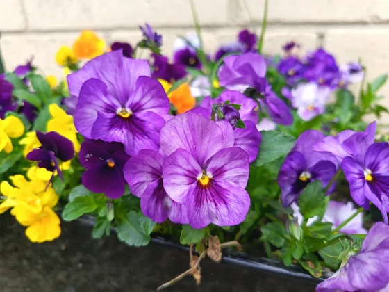 Honor 400 Lite стильный iPhone-клон_