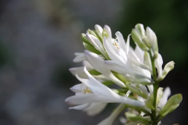 Pentax-D FA 24-70mm f/2.8: