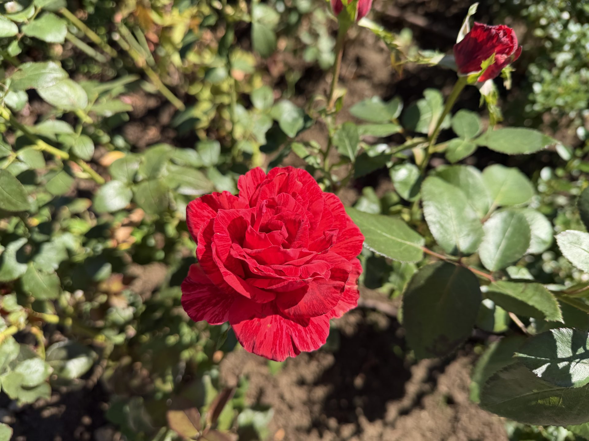 Обзор iPhone 17 Pro Max: отличная производительность и спорный дизайн картинка iPhone 17 Pro Max