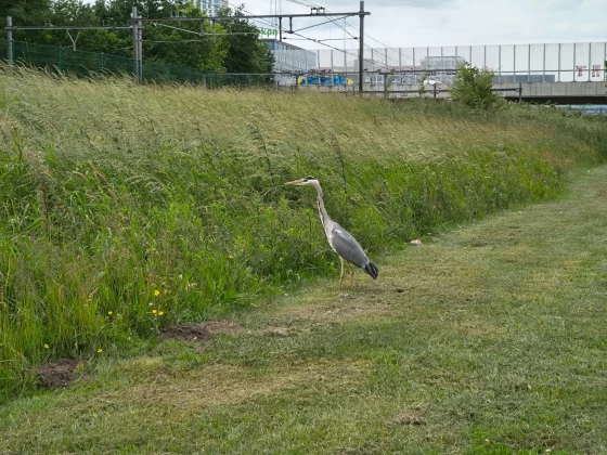 Обзор Motorola Edge 60 Pro: противоядие от однотипных телефонов фото