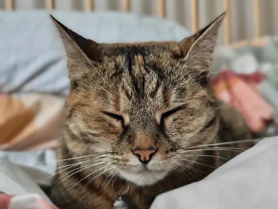 Обзор Nothing Phone 3: неповторимый или ужасный? фото