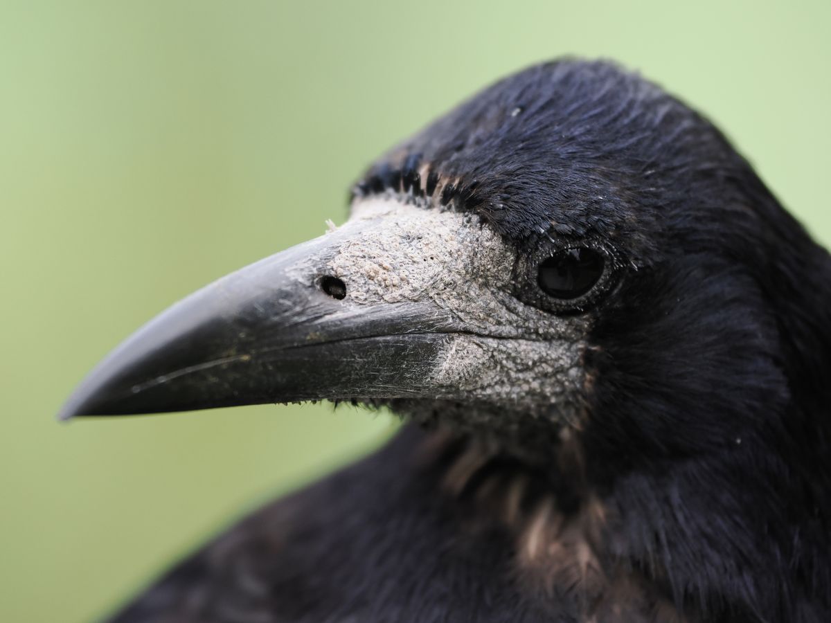 OM System M.Zuiko 50-200mm_